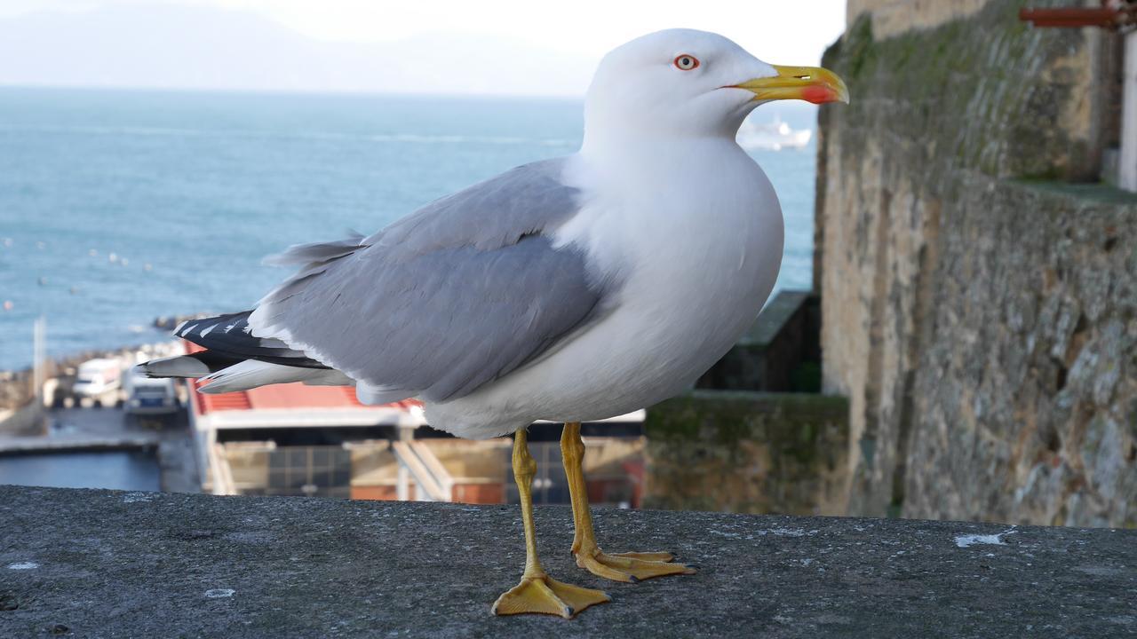 B&B A Casa Di Grazia Napoli Dış mekan fotoğraf